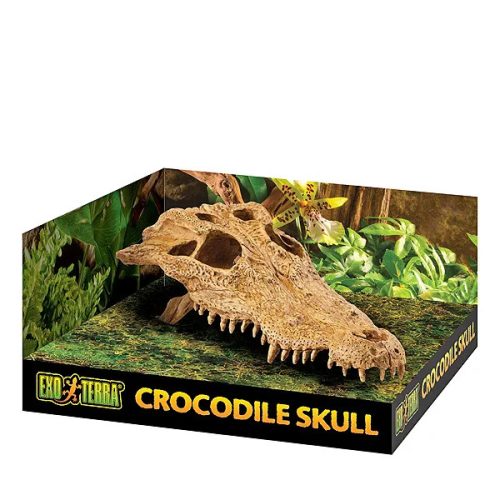 Crocodile Skull krokodilkoponya 15cm