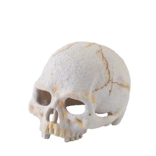 Primate Skull főemlőskoponya small 9cm