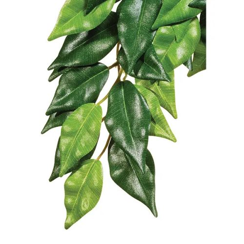 Jungle Plants Ficus L 60cm