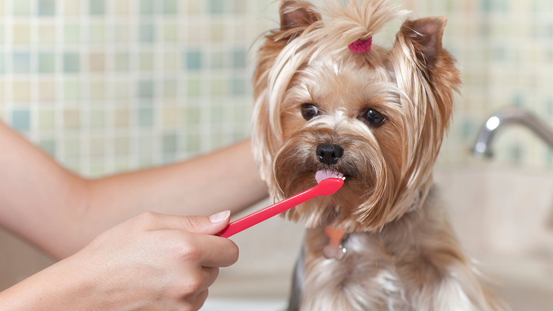 7 tünet a kutyáknál, ami fogászati problémára utal